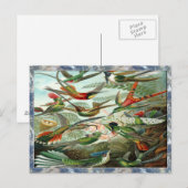 エルンスト・ヘイケルアートプリント：トロッチリア科 ポストカード (正面/裏面)