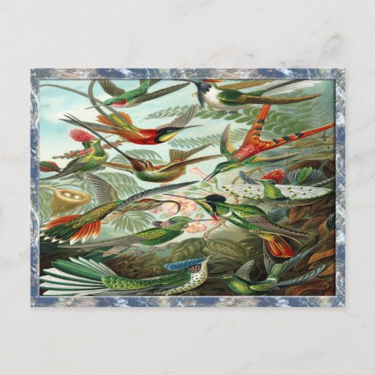 エルンスト・ヘイケルアートプリント：トロッチリア科 ポストカード (正面)