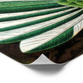 エルンスト・ヘイケルズ・ハミングバード ポスター (角)