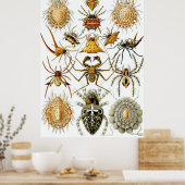 エルンスト・ヘイケルポスター~アラチニダ ポスター (キッチン)