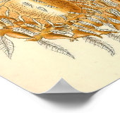 エルンスト・ヘイケル – アラチニダ ポスター (角)