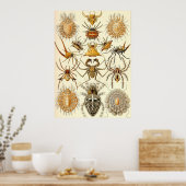 エルンスト・ヘイケル – アラチニダ ポスター (キッチン)