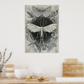 エルンスト・ヘイケル – ティニーダ ポスター (キッチン)