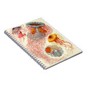 エルンスト・ヘイケル「ディスメドゥサエ – Desmonema」 ノートブック (右側)