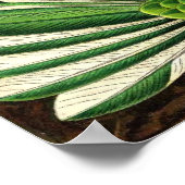 エルンスト・ヘイケル – ハチドリ科ハチドリ ポスター (角)