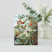 エルンスト・ヘイケル・ハミンバード科 ポストカード (スタンド正面)