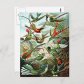 エルンスト・ヘイケル・ハミンバード科 ポストカード (正面/裏面)