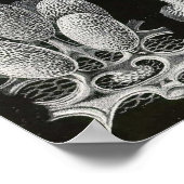 エルンスト・ヘイケル – Mycetozoa ポスター (角)