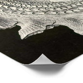 エルンスト・ヘイケル – Prosobranchia ポスター (角)