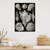 エルンスト・ヘイケル – Prosobranchia ポスター (キッチン)