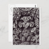 エルンスト・ヘイッケルアートポストカード:ヘキサコラ ポストカード (正面/裏面)