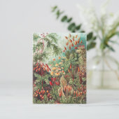 エルンスト・ヘッケルによるコケ、ムスシinae ラウブモース ポストカード (スタンド正面)