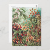 エルンスト・ヘッケルによるコケ、ムスシinae ラウブモース ポストカード (正面/裏面)