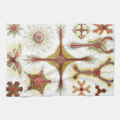 エルンスト・ヘッケルによるワイルドカモミール、ヴィンテージ ネイチャー キッチンタオル (横)