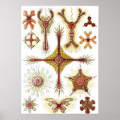 エルンスト・ヘッケルによるワイルドカモミール、ヴィンテージ ネイチャー ポスター (正面)