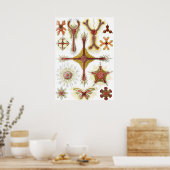 エルンスト・ヘッケルによるワイルドカモミール、ヴィンテージ ネイチャー ポスター (キッチン)