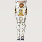 エルンスト・ヘッケルによるヴィンテージのクモまたはアラクニダ レギンス (正面)