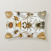 エルンスト・ヘッケルによるヴィンテージのクモまたはアラクニド アクセントクッション (裏面)