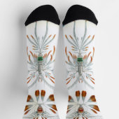 エルンスト・ヘッケルによる古生物学的海洋動物、コペポダ ソックス (上部)