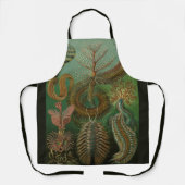 エルンスト・ヘッケルによる古生物学的環形動物 チャエトポダ エプロン (正面)