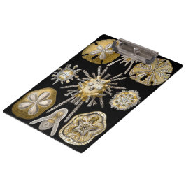 エルンスト・ヘッケルによる古風なウニ サンド・ダラー クリップボード