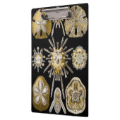 エルンスト・ヘッケルによる古風なウニ サンド・ダラー クリップボード (左)