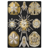 エルンスト・ヘッケルによる古風なウニ サンド・ダラー クリップボード (裏面)