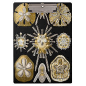 エルンスト・ヘッケルによる古風なウニ サンド・ダラー クリップボード (正面)