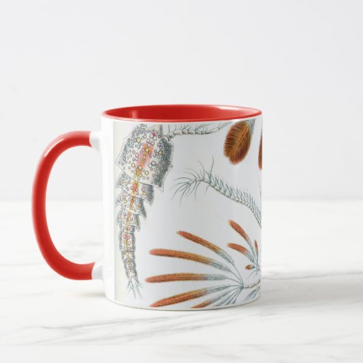 エルンスト・ヘッケルによる古風な海洋動物、コペポダ マグカップ (左)