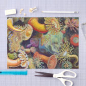 エルンスト・ヘッケルのいそぎんちゃくの海兵隊員: Actiniae 薄葉紙 (クラフト)