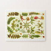 エルンスト・ヘッケルのゼニゴケ類 ジグソーパズル (横)