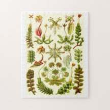 エルンスト・ヘッケルのゼニゴケ類