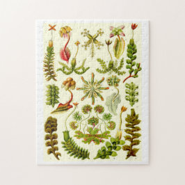 エルンスト・ヘッケルのゼニゴケ類 ジグソーパズル