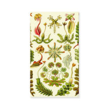 エルンスト・ヘッケルのゼニゴケ類