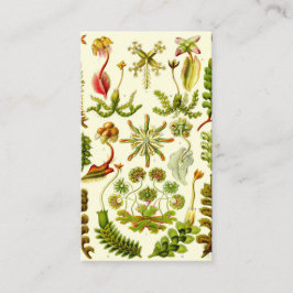 エルンスト・ヘッケルのゼニゴケ類 名刺