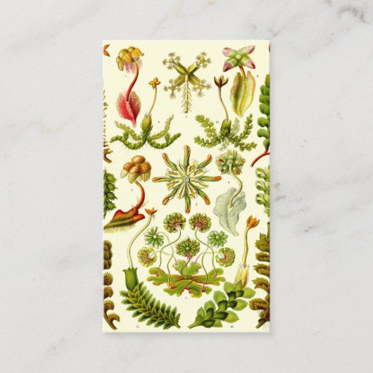 エルンスト・ヘッケルのゼニゴケ類 名刺 (正面)