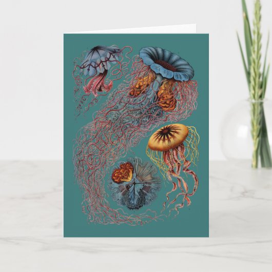エルンスト・ヘッケルのディスコMedusae カード (正面)