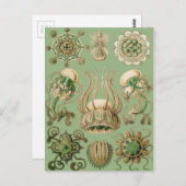 エルンスト・ヘッケルのナルコメドゥーセ ポストカード (正面/裏面)