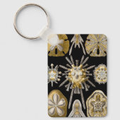 エルンスト・ヘッケルのヴィンテージのウニとサンド・ダラー キーホルダー (正面)