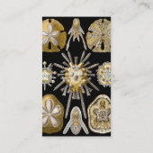 エルンスト・ヘッケルのヴィンテージのウニとサンド・ダラー 名刺 (裏面)