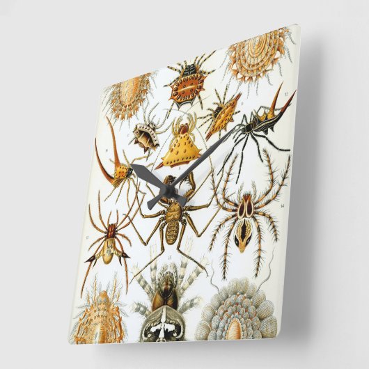 エルンスト・ヘッケルのヴィンテージクモまたはアラクニド スクエア壁時計 (傾斜)