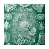 エルンスト・ヘッケルのヴィンテージ テレオステイ 貝殻と魚 タイル (正面)