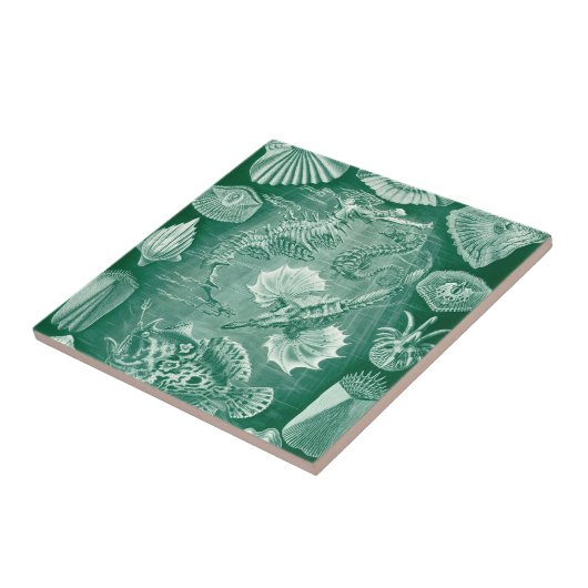 エルンスト・ヘッケルのヴィンテージ テレオステイ 貝殻と魚 タイル (側面)