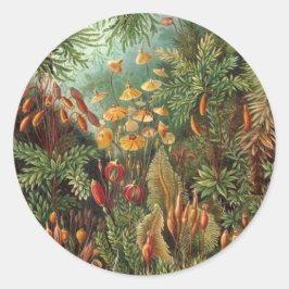 エルンスト・ヘッケルの古生物学的コケ植物、モス プラン ツ ラウンドシール