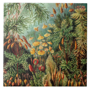 エルンスト・ヘッケルの古風な苔の植物ムッシンネ タイル