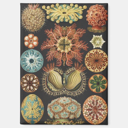 エルンスト・ヘッケルの海洋生物アートコラージュ マグネット (正面)