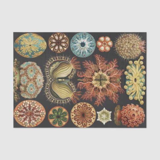 エルンスト・ヘッケルの海洋生物アートコラージュ 薄葉紙 (正面)