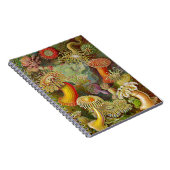 エルンスト・ヘッケルの海生活 ノートブック (右側)