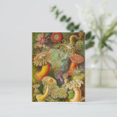 エルンスト・ヘッケルの海生活 ポストカード (スタンド正面)