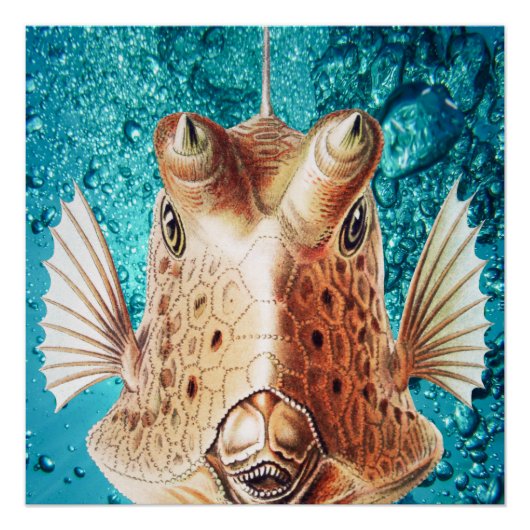 エルンスト・ヘッケルの美しい魚の芸術 ポスター (正面)